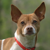 Therapy Dog: Jax| Doylestown Health