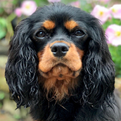 Pip | Doylestown Health